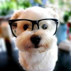 White dog with glasses