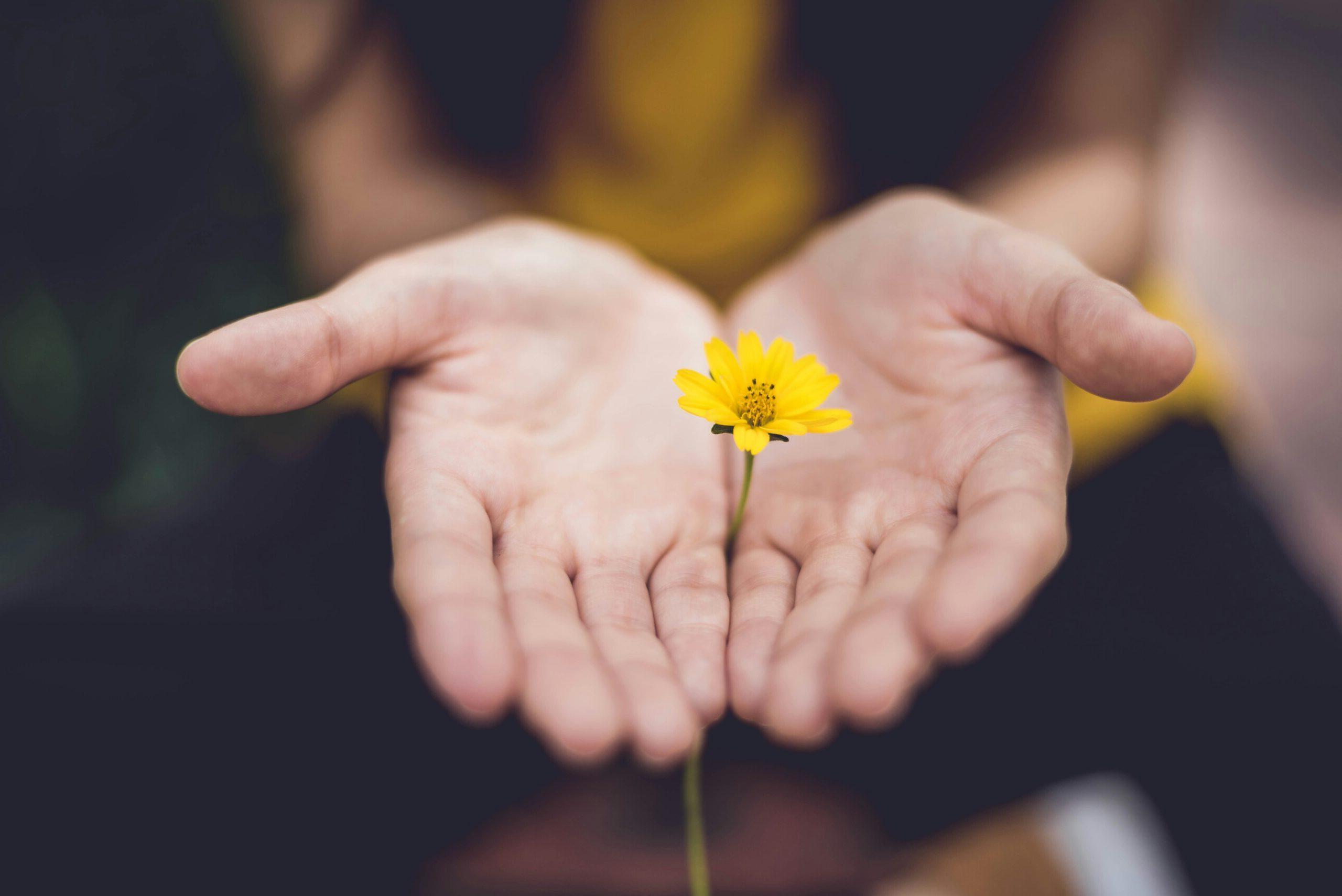 two open hands palms up holding a yellow flower